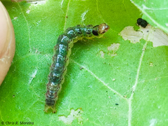 Rhectocraspeda periusalis