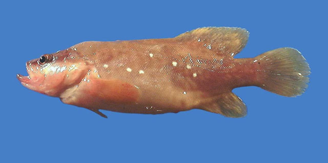 Whitespotted Soapfish