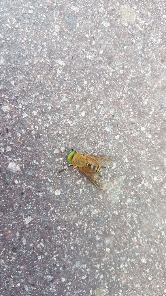 Philipomyia aprica