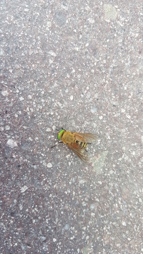 Philipomyia aprica
