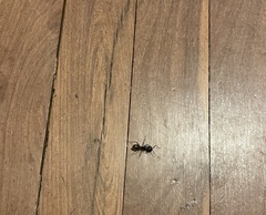 Formicidae