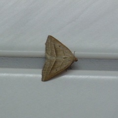 Petrophora chlorosata