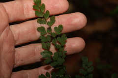 Adiantum atroviride