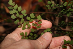 Adiantum atroviride