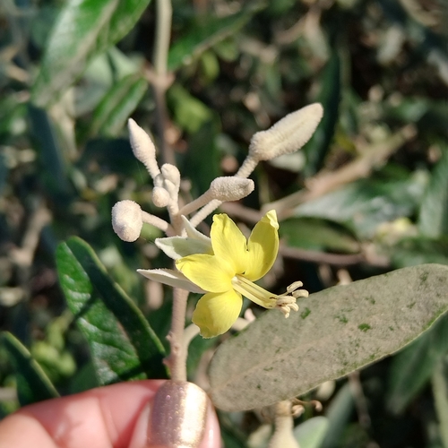 Capparicordis