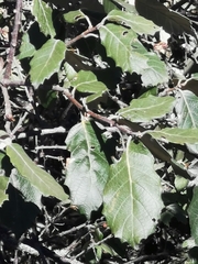 Quercus calophylla