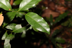 Cryptocarya sclerophylla