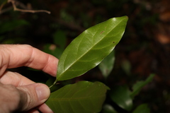 Cryptocarya sclerophylla