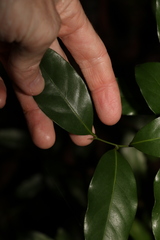 Cryptocarya sclerophylla