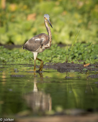 Egretta tricolor