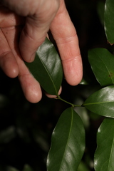 Cryptocarya sclerophylla