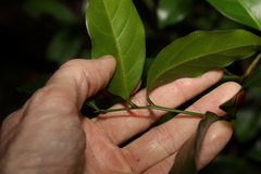 Cryptocarya sclerophylla