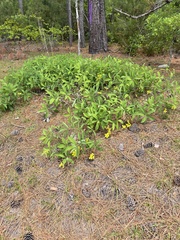 Baptisia cinerea
