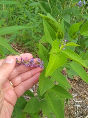 Orbexilum onobrychis