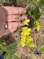 Baptisia cinerea