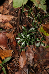 Psychotria daphnoides
