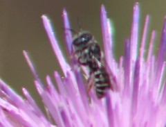 Megachile montivaga