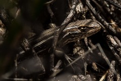 Liolaemus gracilis