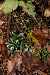 Psychotria daphnoides