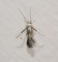 Stathmopoda plumbiflua