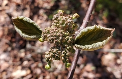 Viburnum lantanoides image