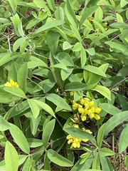 Baptisia cinerea