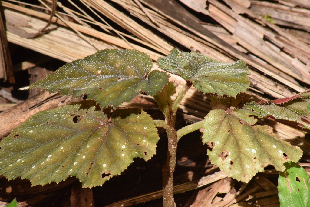 Begonia olbia; photograph Cajá-manga, CC BY, iNaturalist via GBIF