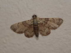 Gymnoscelis derogata