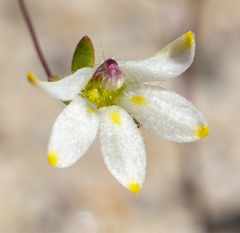 Nemacladus matsonii
