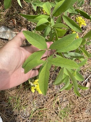 Baptisia cinerea