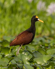 Jacana spinosa