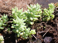 Sedum nuttallii