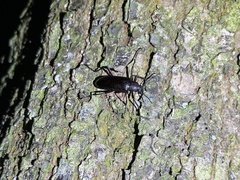 Strongylium carbonarium