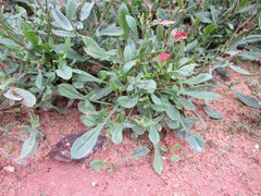 Rumex acetosella