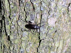 Strongylium carbonarium