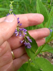 Orbexilum onobrychis