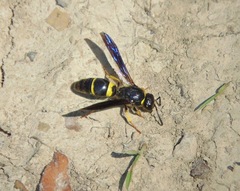Ancistrocerus spinolae