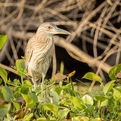 Nycticorax nycticorax