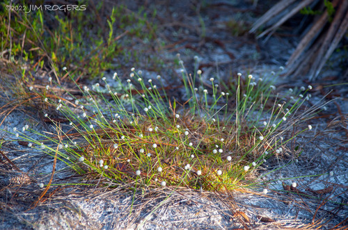 Paepalanthus beyrichianus, photograph 2