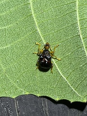 Agomadaranus pardaloides