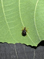 Agomadaranus pardaloides