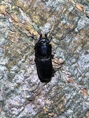 Figulus binodulus