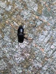 Figulus binodulus