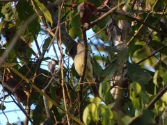 Ramphotrigon flammulatum