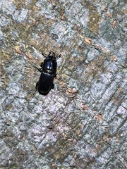 Figulus binodulus