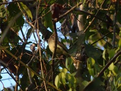 Ramphotrigon flammulatum