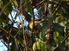 Ramphotrigon flammulatum