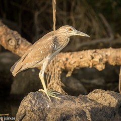 Nycticorax nycticorax