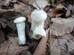 Hypomyces chlorinus