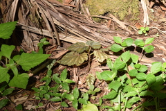 Begonia olbia, photograph Cajá-manga, CC BY, iNaturalist via GBIF